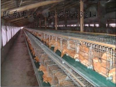 肉鸡笼子 - chicken cages (中国 河北省 生产商) - 家禽 - 农产品及物资 产品 「自助贸易」